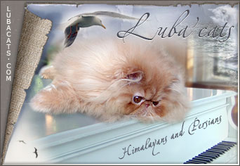 Luba'cats persian and himalayan cattery